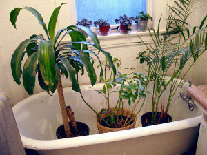 rośliny do łazienki